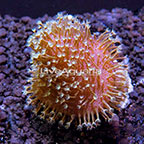 Biota Cultured Ultra Green Toadstool Leather Coral (click for more detail)