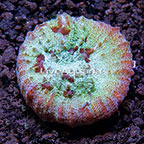USA Cultured Ultra Chalice Coral (click for more detail)