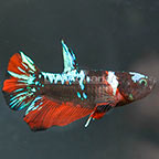 Black and Blue Galaxy Plakat Betta, Male (click for more detail)