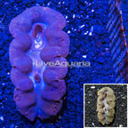 Purple and Gold Crocea Clam (click for more detail)