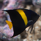 Asfur Angelfish (click for more detail)