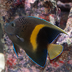 Maculosus Angelfish (click for more detail)