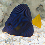 Purple Tang (click for more detail)