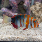 Harlequin Tusk  (click for more detail)