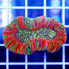 Open Brain Coral Indonesia (click for more detail)