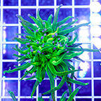 Torch Coral (click for more detail)