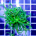 Torch Coral (click for more detail)