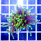 Torch Coral (click for more detail)