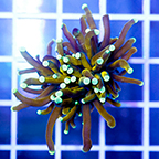 Torch Coral (click for more detail)