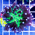 Torch Coral (click for more detail)