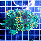 Elegance Coral (click for more detail)
