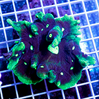 Pectinia Coral (click for more detail)