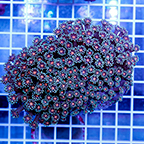 Goniopora Coral (click for more detail)