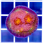 USA Cultured Chalice Coral (click for more detail)