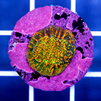 USA Cultured Chalice Coral (click for more detail)