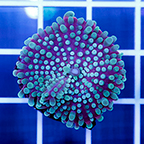 Ricordea Mushroom (click for more detail)