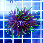 USA CulturedTorch Coral (click for more detail)