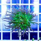USA Cultured Torch Coral (click for more detail)