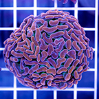 USA Cultured Branching Hammer Coral (click for more detail)
