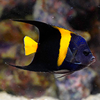 Asfur Angelfish (click for more detail)