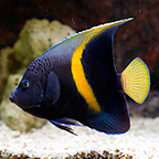 Maculosus Angelfish (click for more detail)
