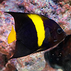 Asfur Angelfish (click for more detail)