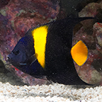 Asfur Angelfish (click for more detail)