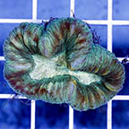 Open Brain Coral (click for more detail)
