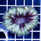 Cynarina Button Coral (click for more detail)