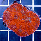 Chalice Coral (click for more detail)