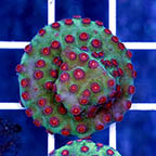 USA Cultured Cyphastrea Frag (click for more detail)