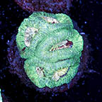 USA Cultured Favia Coral (click for more detail)