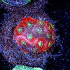 USA Cultured Favites Coral (click for more detail)