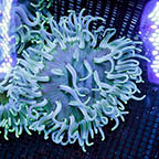 Long Tentacle Anemone (click for more detail)