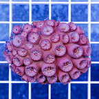 Tube Coral, Pink (click for more detail)