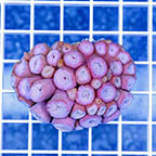 Tube Coral, Pink (click for more detail)