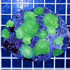 Neon Green Rhodactis Mushrooms (click for more detail)