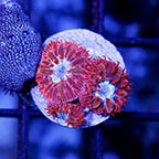 USA Cultured Blastomussa Merletti Coral (click for more detail)