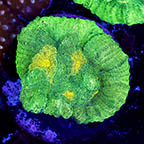 USA Cultured Chalice Coral (click for more detail)