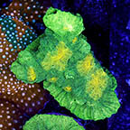 USA Cultured Ultra Chalice Coral (click for more detail)