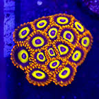 USA Cultured Zoanthus Coral (click for more detail)