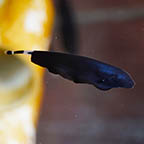 Black Ghost Knife Fish  (click for more detail)