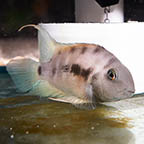 Blue Eyed Convict Cichlid (click for more detail)