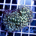 Torch Coral (click for more detail)