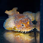 Caribbean Gulf Toadfish (click for more detail)