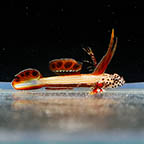 Flaming Prawn Goby, 1 (click for more detail)