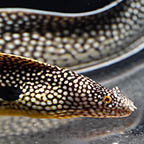West African Dragon Moray Eel, 21 (click for more detail)