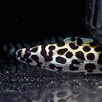 Tessalata Eel, 22 (click for more detail)