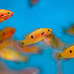 Red Jewel Cichlid, 2.25 6-lot (click for more detail)