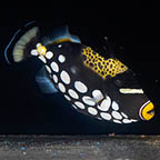 Clown Triggerfish, 6 (click for more detail)